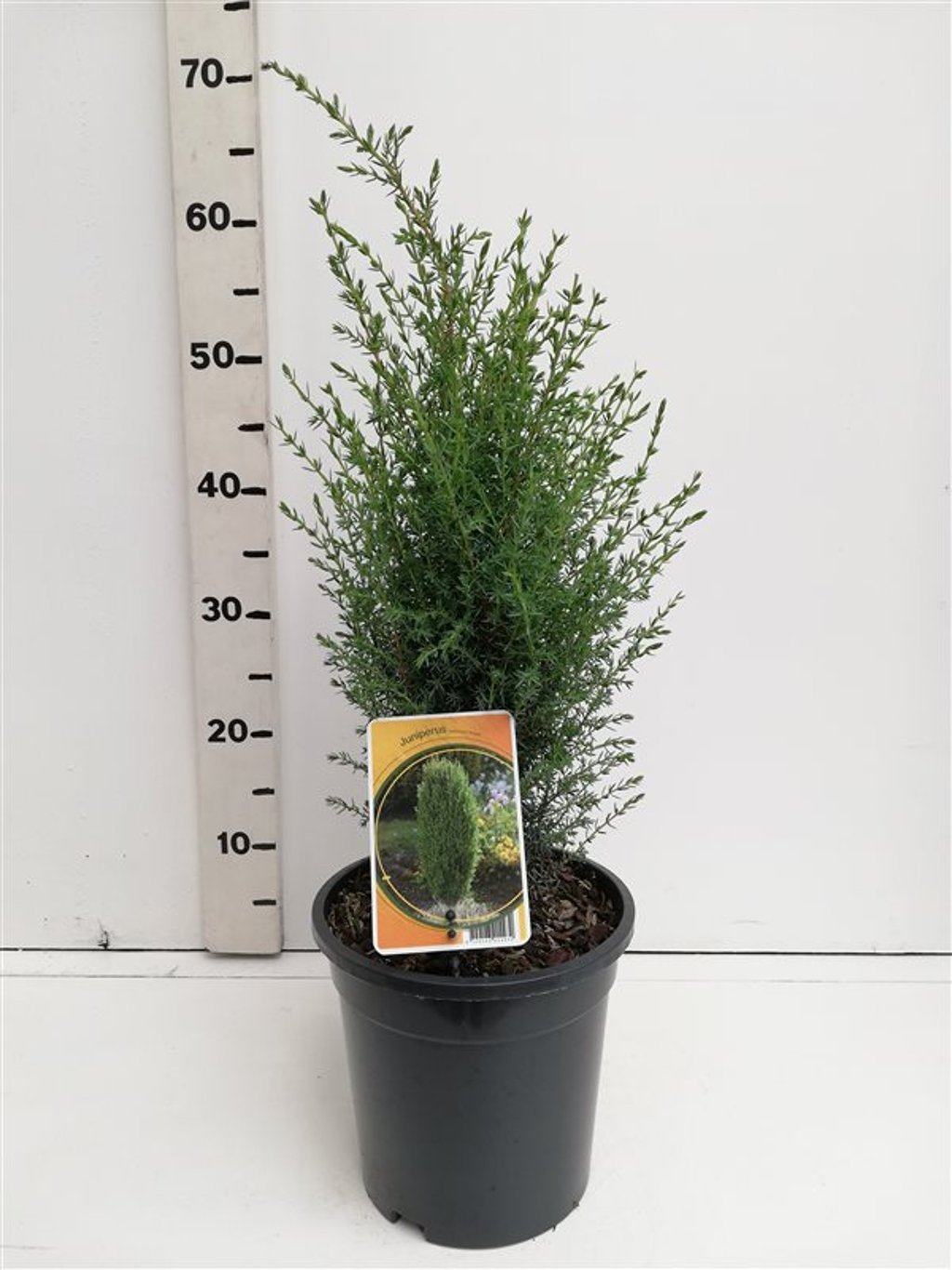 Juniperus comm. 'Arnold' - C3 40-50 CM